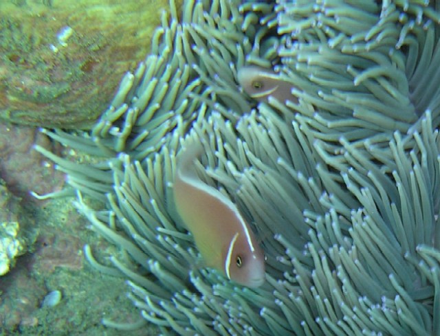 Amphiprion perideraion 00177.JPG